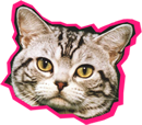 BRINGPUSSY!
