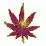 shokkatweej